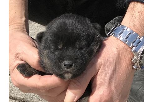 成約済の長崎県の柴犬-90808の10枚目