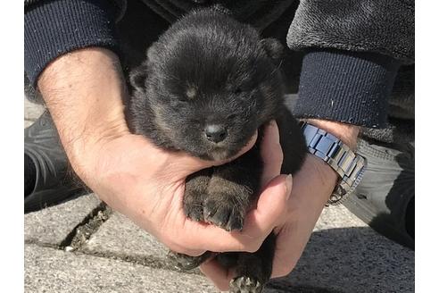 成約済の長崎県の柴犬-90808の9枚目
