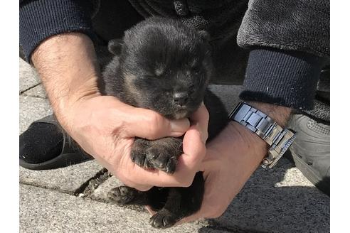 成約済の長崎県の柴犬-90808の8枚目