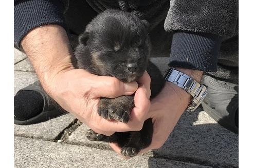 成約済の長崎県の柴犬-90808の7枚目