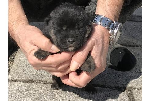 成約済の長崎県の柴犬-90808の6枚目