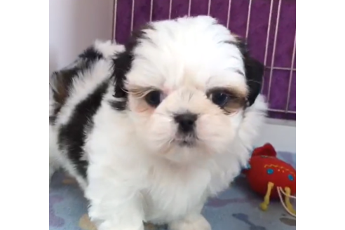 成約済の茨城県のシーズー-90226の3枚目