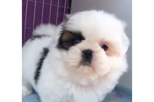 成約済の茨城県のシーズー-90229の3枚目