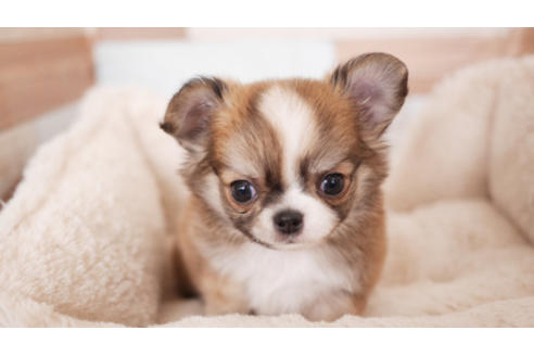 成約済の福岡県のチワワ(ロングコート)-90835の1枚目