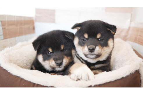 成約済の福岡県の柴犬-90837の1枚目