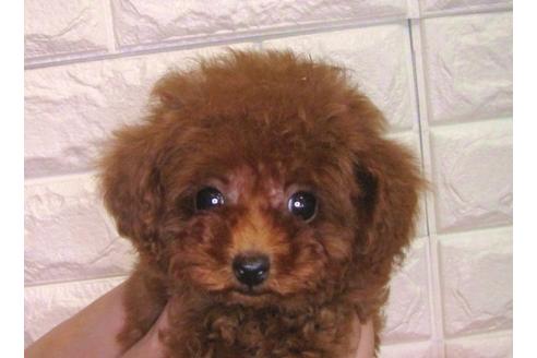 成約済の茨城県のトイプードル-90908