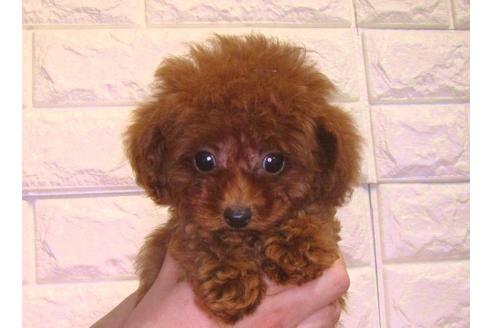 成約済の茨城県のトイプードル-90908の3枚目