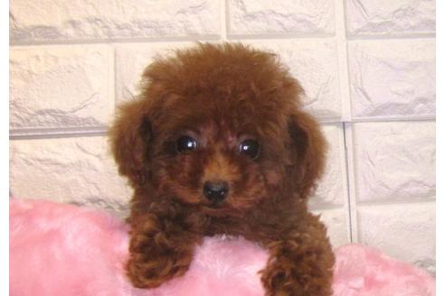 成約済の茨城県のトイプードル-90908の2枚目