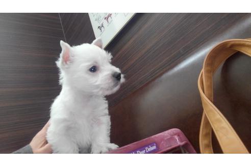 福岡県のウエストハイランドホワイトテリア 女の子 01 15生まれ 真っ白ウェスティのお坊ちゃん 子犬id ブリーダーナビ 福岡県のウエストハイランドホワイトテリア 女の子 01 15生まれ 真っ白ウェスティのお坊ちゃん 子犬id ブリーダーナビ