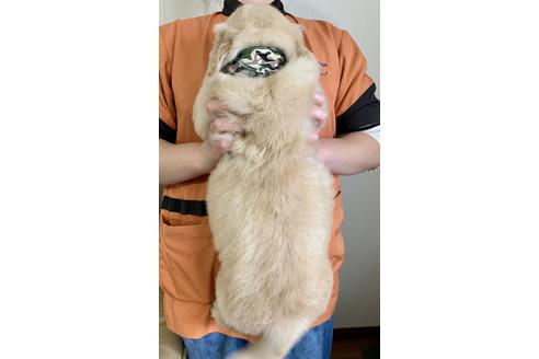 成約済の徳島県のゴールデンレトリーバー-90299の2枚目