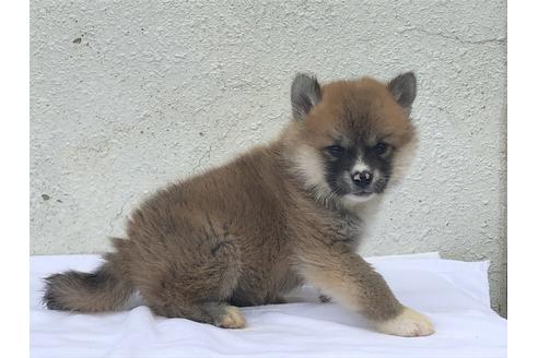 成約済の愛知県の秋田犬-90945の2枚目