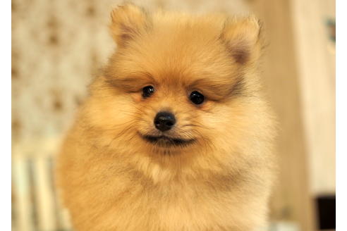 成約済の愛知県のポメラニアン-90964の1枚目