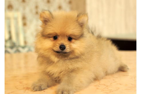 成約済の愛知県のポメラニアン-90964の4枚目