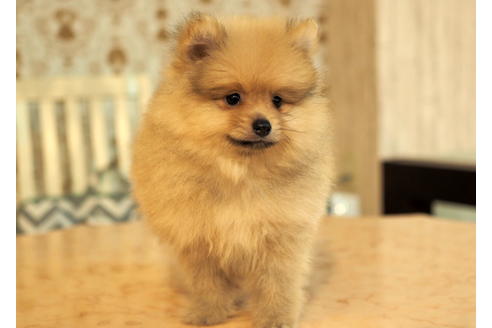 成約済の愛知県のポメラニアン-90964の3枚目