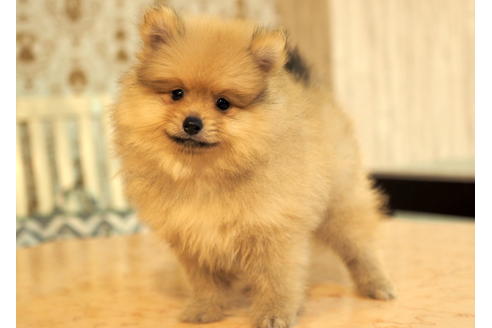 成約済の愛知県のポメラニアン-90964の2枚目