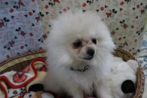 成約済の静岡県のポメラニアン-81885の7枚目