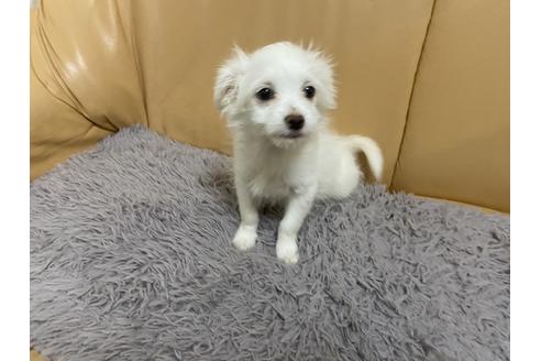 成約済の栃木県のミックス犬-91006の1枚目