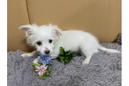 成約済の栃木県のミックス犬-91006の3枚目
