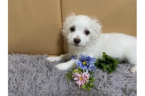 成約済の栃木県のミックス犬-91006の2枚目