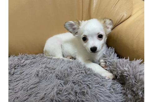 成約済の栃木県のミックス犬-91007の1枚目