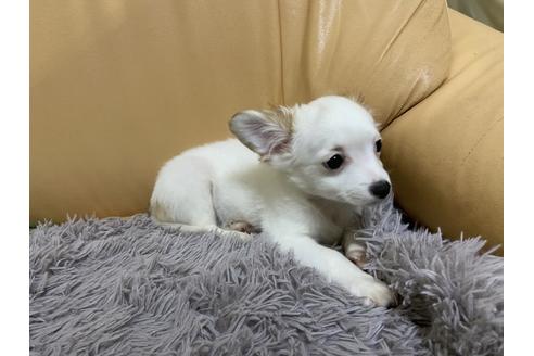 成約済の栃木県のミックス犬-91007の4枚目