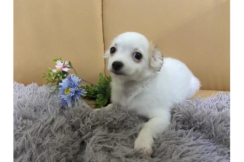 成約済の栃木県のミックス犬-91007の3枚目