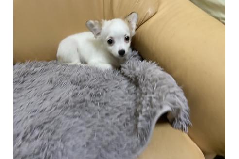 成約済の栃木県のミックス犬-91007の2枚目