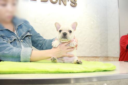 成約済の東京都のフレンチブルドッグ-91008の1枚目