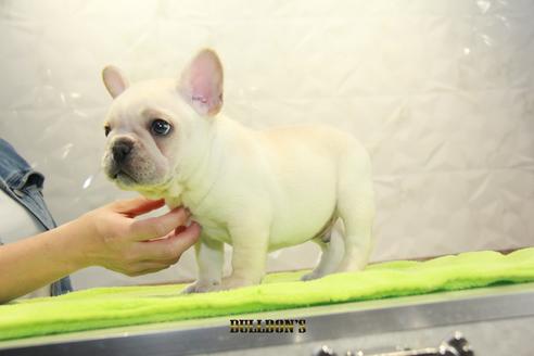 成約済の東京都のフレンチブルドッグ-91008の5枚目