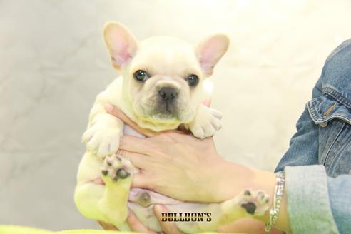 成約済の東京都のフレンチブルドッグ-91008の4枚目