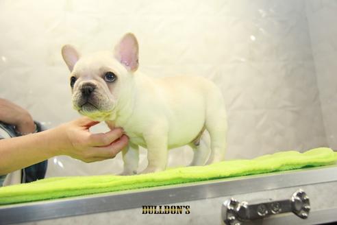 成約済の東京都のフレンチブルドッグ-91008の3枚目