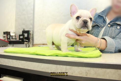 成約済の東京都のフレンチブルドッグ-91008の2枚目