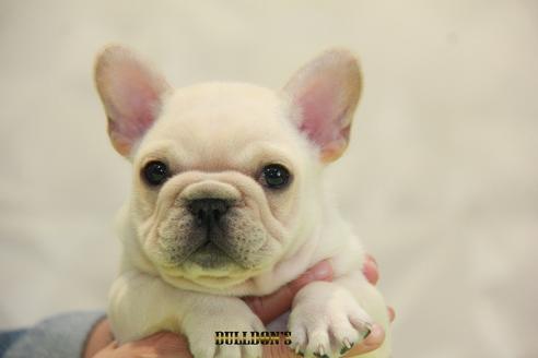 成約済の東京都のフレンチブルドッグ-91009の1枚目