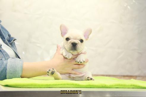 成約済の東京都のフレンチブルドッグ-91009の5枚目