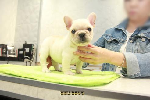 成約済の東京都のフレンチブルドッグ-91009の4枚目