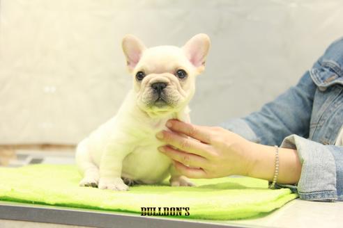 成約済の東京都のフレンチブルドッグ-91009の3枚目