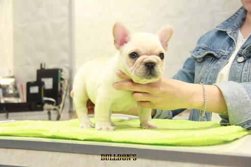 成約済の東京都のフレンチブルドッグ-91009の2枚目