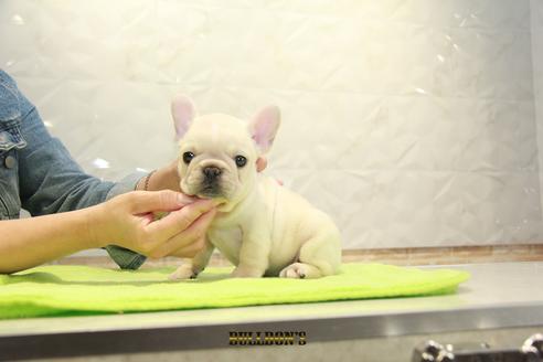 成約済の東京都のフレンチブルドッグ-91010