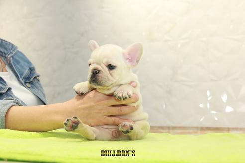 成約済の東京都のフレンチブルドッグ-91010の5枚目