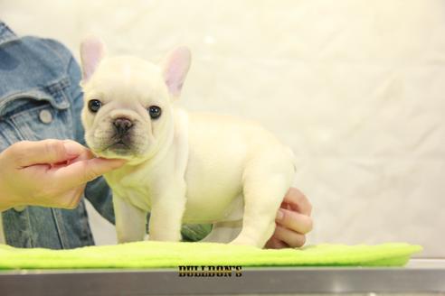 成約済の東京都のフレンチブルドッグ-91010の4枚目