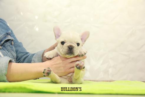 成約済の東京都のフレンチブルドッグ-91010の3枚目