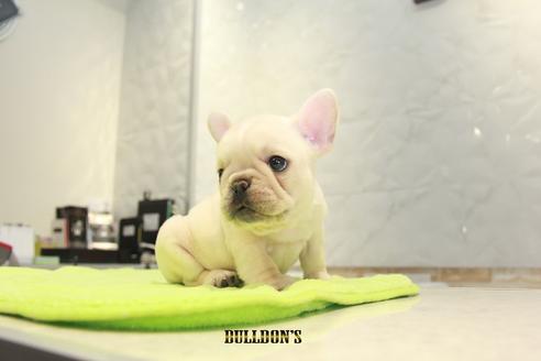 成約済の東京都のフレンチブルドッグ-91010の2枚目