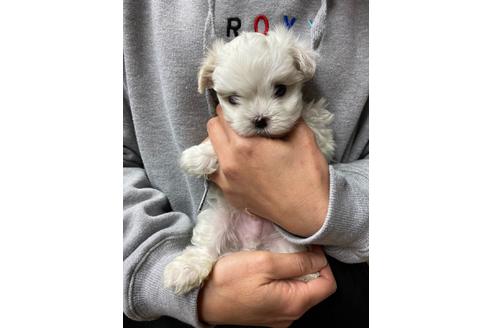 成約済の静岡県のマルチーズ-89939