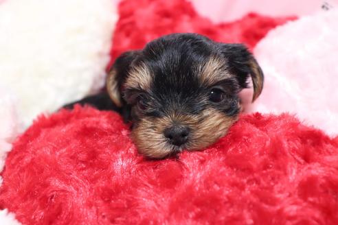 子犬
