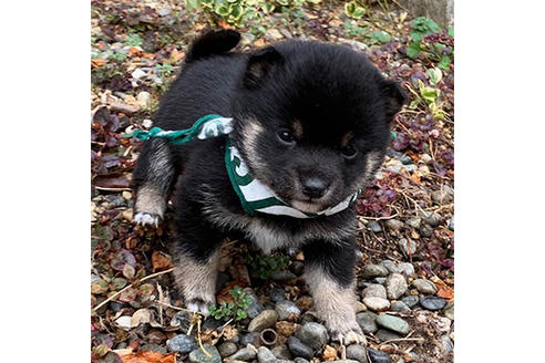 岡山県の豆柴 男の子 01 03生まれ とても小さくて可愛い黒豆柴くんです 子犬id ブリーダーナビ 岡山県の豆柴 男の子 01 03生まれ とても小さくて可愛い黒豆柴くんです 子犬id ブリーダーナビ