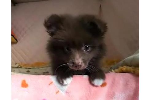 成約済の大阪府のポメラニアン-91067の1枚目