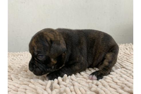 成約済の愛知県のスタッフォードシャーブルテリア-91082の5枚目