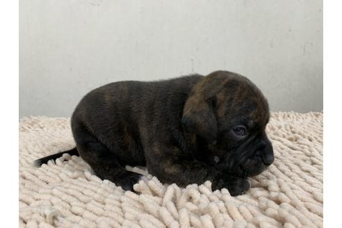 成約済の愛知県のスタッフォードシャーブルテリア-91082の3枚目