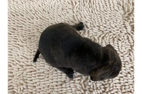 成約済の愛知県のスタッフォードシャーブルテリア-91082の2枚目