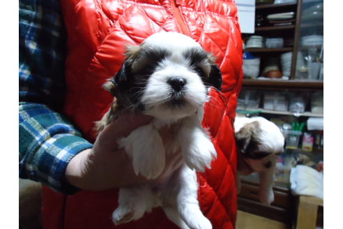 成約済の栃木県のミックス犬-88988の1枚目